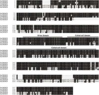 Duck TRIM29 negatively regulates type I IFN production by targeting MAVS